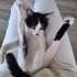 İNSANCİ KUCAKÇİ VE DİGER KEDİLERLE GECİNEBİLEN UYUMLUBİR KEDİ ACİL YUVA ARİYORU fotoğraf