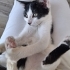 İNSANCİ KUCAKÇİ VE DİGER KEDİLERLE GECİNEBİLEN UYUMLUBİR KEDİ ACİL YUVA ARİYORU fotoğraf