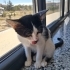 İNSANCİ KUCAKÇİ VE DİGER KEDİLERLE GECİNEBİLEN UYUMLUBİR KEDİ ACİL YUVA ARİYORU fotoğraf