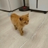 Sarman yavru kedi fotoğraf