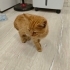 Sarman yavru kedi fotoğraf