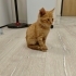 Sarman yavru kedi fotoğraf