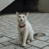 SOKAĞA ATILMIŞ CANA YAKIN SEVGI DOLU ACIL YUVA fotoğraf