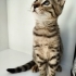2 aylık prense yuva fotoğraf