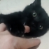 Minik Kara Kedi Sanstır:) fotoğraf