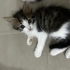 3 Erkek 1 Dişi Yavru kedi fotoğraf