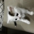 3 Erkek 1 Dişi Yavru kedi fotoğraf