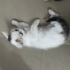 3 Erkek 1 Dişi Yavru kedi fotoğraf