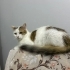 3 Erkek 1 Dişi Yavru kedi fotoğraf