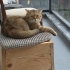 Tabby British Cookie aşıları tam kısır 1 yaşında erkek fotoğraf