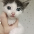 İZMİR KLİNİĞE TERKEDİLEN 1 AYLIK ANNESİZ BEBEĞİMİZE ÖMÜRLÜK YUVASINI ARIYORUZ fotoğraf