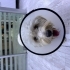8 aylık malltipo köpek (paşa) fotoğraf