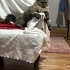 Kısır Aşıları Tam Tüy Dökmeyen Tatlı Pati Yuva Arıyor! fotoğraf