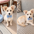 Ücretsiz sahiplenme fino köpek fotoğraf