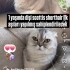Uysal sevecen kucağa geliyo fotoğraf