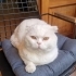 1-1.5 YAŞLARINDA SCOTTISH FOLD..!! fotoğraf
