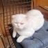 1-1.5 YAŞLARINDA SCOTTISH FOLD..!! fotoğraf