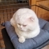 1-1.5 YAŞLARINDA SCOTTISH FOLD..!! fotoğraf