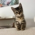 Yağmurda terk edilen 1.5 aylık minik tekire yuva arıyoruz! fotoğraf