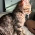 Yağmurda terk edilen 1.5 aylık minik tekire yuva arıyoruz! fotoğraf