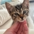 Yağmurda terk edilen 1.5 aylık minik tekire yuva arıyoruz! fotoğraf