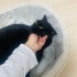 Dişi 6 aylık kısır fotoğraf