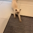 Loki'nin ömürlük yuvası olmak istermsiniz fotoğraf