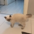 Loki'nin ömürlük yuvası olmak istermsiniz fotoğraf