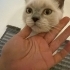 Loki'nin ömürlük yuvası olmak istermsiniz fotoğraf