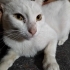 Sokağa terk cins kedi fotoğraf