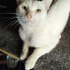 Sokağa terk cins kedi fotoğraf