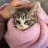 2 AYLIK ERKEK - Köfte Ömürlük Ailesini Arıyor fotoğraf