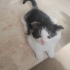 Çok sevimli Alaca bir kedi fotoğraf