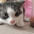 Çok sevimli Alaca bir kedi fotoğraf