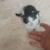 Çok sevimli Alaca bir kedi fotoğraf