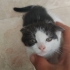 Çok sevimli Alaca bir kedi fotoğraf