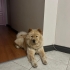 4 YAŞINDA ÇOCUK CANLISI fotoğraf