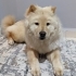 4 YAŞINDA ÇOCUK CANLISI fotoğraf