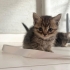 Minik tekir güzeline yuva arıyorum fotoğraf
