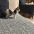 Şakir iç dış parazitleri karma aşısı yapıldı 3 aylık erkek fotoğraf