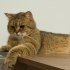 Tabby British Cookie aşıları tam kısır 1 yaşında erkek fotoğraf