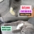 Sahiplendirilemezse barınağa gidecek ENGELli KEDİ! Sağ ön patisi yok! fotoğraf