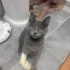 Sahiplendirilemezse barınağa gidecek ENGELli KEDİ! Sağ ön patisi yok! fotoğraf