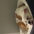 İngiliz buldog ücretsiz sahiplendirme fotoğraf