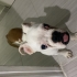 İngiliz buldog ücretsiz sahiplendirme fotoğraf