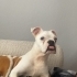 İngiliz buldog ücretsiz sahiplendirme fotoğraf