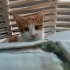 İnsancıl oyuncu ve sadık fotoğraf