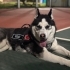 Safkan husky sahiplendirme(ücretisiz) fotoğraf
