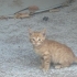ANNESİZ SOKAKTA YALNIZ BİR BEBEK fotoğraf