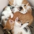 Biririnden tatlı 4 bal kaymak yavrumuz yuva arıyor fotoğraf